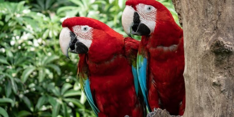 ¿Por qué no es buena idea soltar fauna o plantas en cualquier lugar? Profepa te lo explica