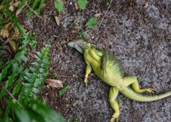 Insólita “lluvia” de iguanas congeladas sorprende en Florida por ola polar, ¿por qué ocurre?
