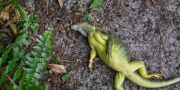 Insólita “lluvia” de iguanas congeladas sorprende en Florida por ola polar, ¿por qué ocurre?