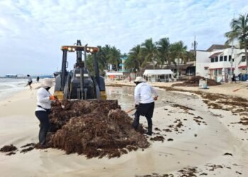 Prevén hasta 60 mil toneladas de sargazo en Playa del Carmen; duplicaría cifra de 2025