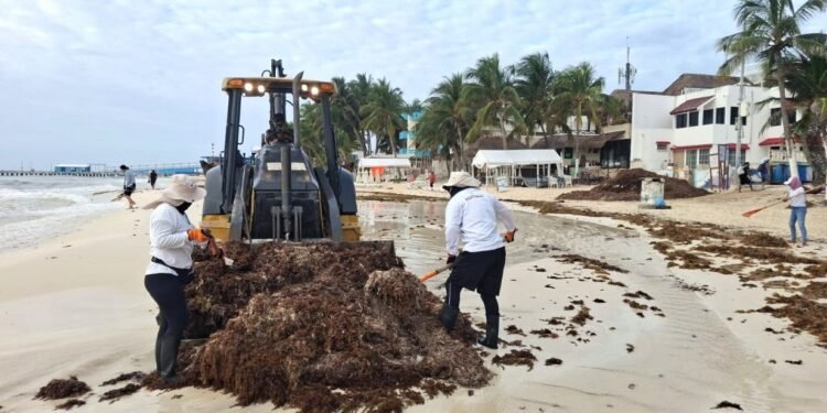 Prevén hasta 60 mil toneladas de sargazo en Playa del Carmen; duplicaría cifra de 2025