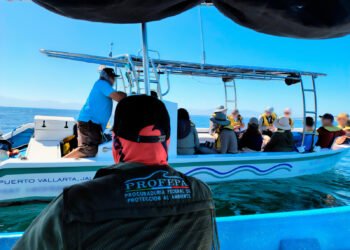 Ballenas bajo cuidado: operativo de Profepa en Nayarit busca frenar acosos y accidentes
