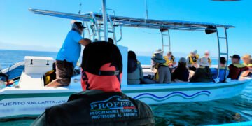 Ballenas bajo cuidado: operativo de Profepa en Nayarit busca frenar acosos y accidentes