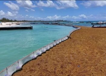 Secretaría de Marina coloca 2 kilómetros de barrera antisargazo en Mahahual