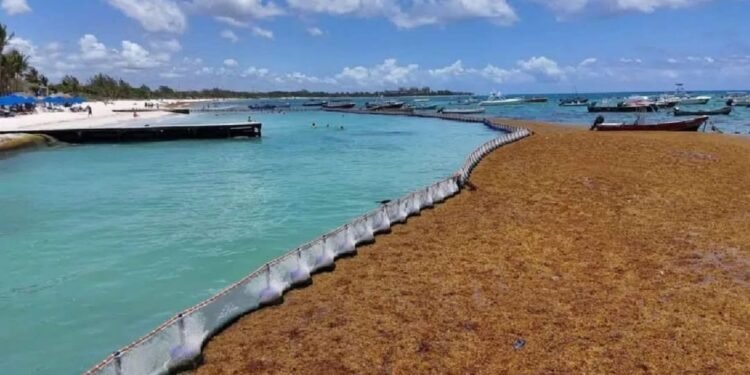 Secretaría de Marina coloca 2 kilómetros de barrera antisargazo en Mahahual