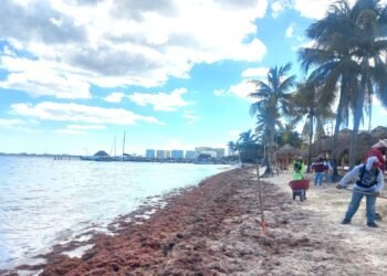 Defiende Sheinbaum combate al recale de sargazo en Quintana Roo
