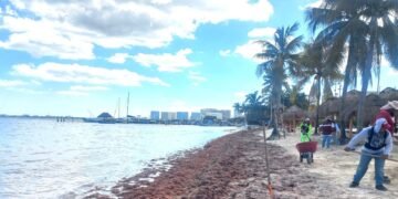 Defiende Sheinbaum combate al recale de sargazo en Quintana Roo