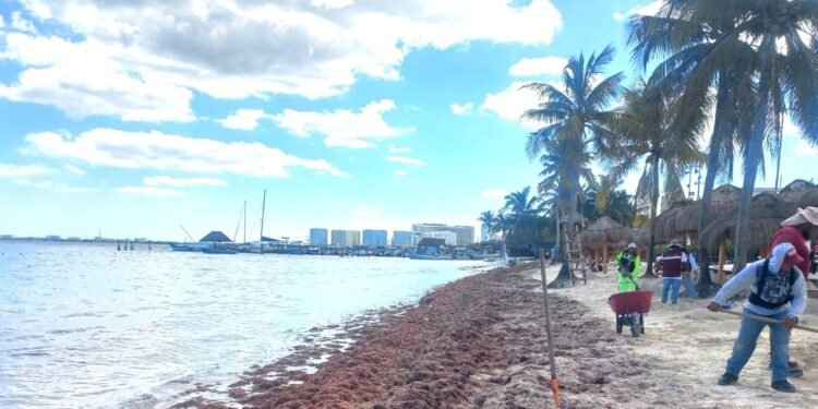 Defiende Sheinbaum combate al recale de sargazo en Quintana Roo