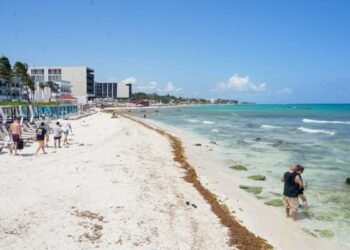 El sargazo da tregua al Caribe Mexicano, se detecta baja presencia