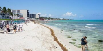 El sargazo da tregua al Caribe Mexicano, se detecta baja presencia