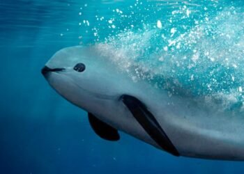 Autoridades y pescadores tienen un nuevo plan para proteger a la vaquita marina. ¡Entérate!