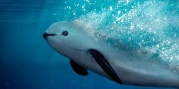 Autoridades y pescadores tienen un nuevo plan para proteger a la vaquita marina. ¡Entérate!
