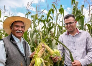 Secretaría de Agricultura dispersa más de mil 151 mdp a productores de maíz blanco