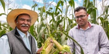 Secretaría de Agricultura dispersa más de mil 151 mdp a productores de maíz blanco