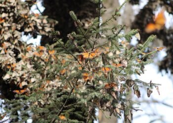 La mariposa Monarca regresa a casa; aumenta 64% presencia en bosques de hibernación mexicanos