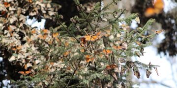 La mariposa Monarca regresa a casa; aumenta 64% presencia en bosques de hibernación mexicanos