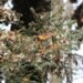 La mariposa Monarca regresa a casa; aumenta 64% presencia en bosques de hibernación mexicanos