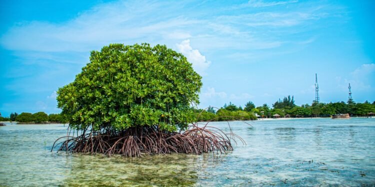 Primero el gusano, ahora el insecto barrenador ambrosial pone en riesgo a los manglares