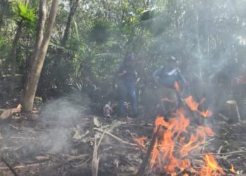Quintana Roo inicia temporada de incendios con dos siniestros activos en Tulum, reporta la Conafor
