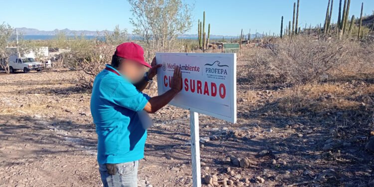 Detectan remoción de vegetación sin permiso en Loreto; Profepa ordena clausura inmediata