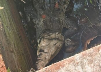 Rescatan cocodrilo de más de dos metros atrapado en una noria en Colima