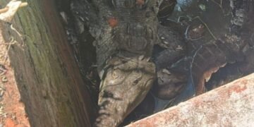 Rescatan cocodrilo de más de dos metros atrapado en una noria en Colima