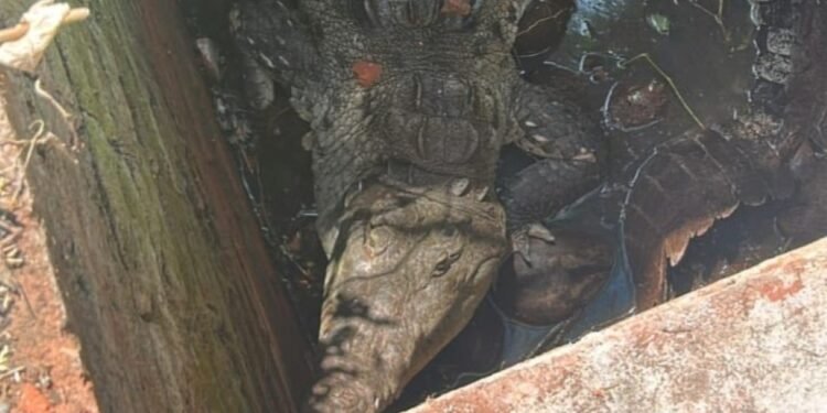 Rescatan cocodrilo de más de dos metros atrapado en una noria en Colima