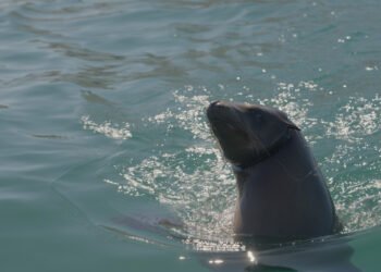 Rescate en el Golfo de California: liberan a 13 lobos marinos atrapados en redes