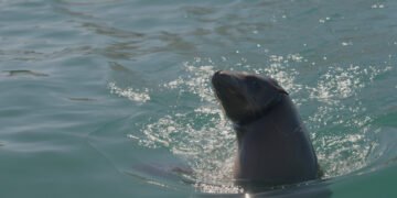 Rescate en el Golfo de California: liberan a 13 lobos marinos atrapados en redes