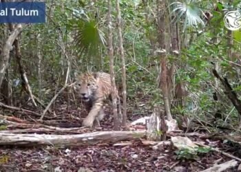 Captan jaguar en el Parque Nacional Tulum