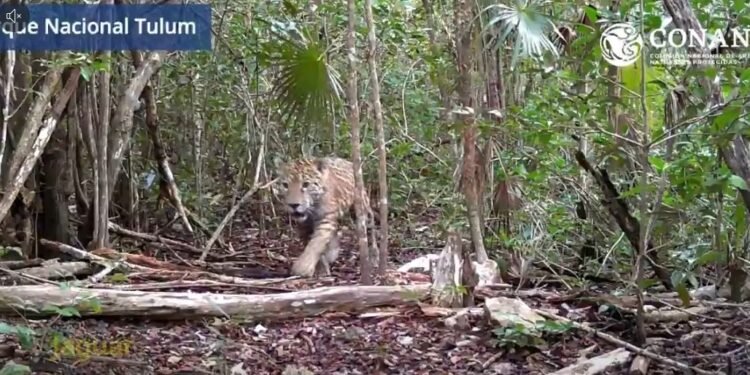 Captan jaguar en el Parque Nacional Tulum