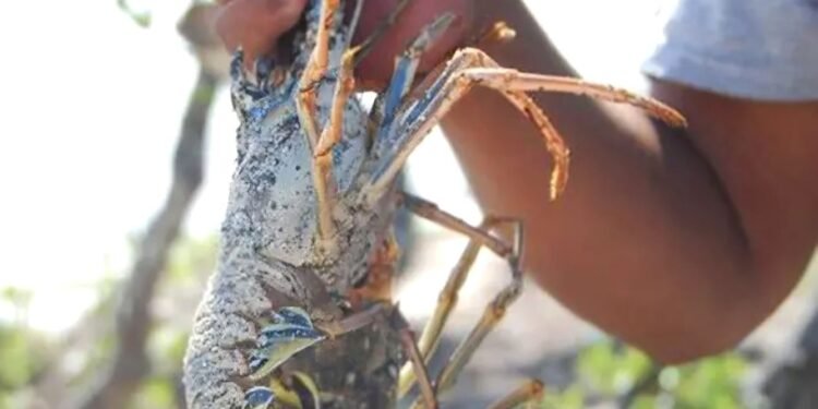 Las exportaciones no son lo fuerte de QRoo, ocupa el último lugar nacional