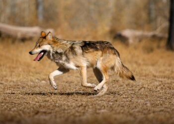 México impulsa regreso del lobo mexicano a la Sierra Madre Occidental