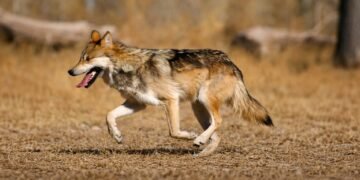 México impulsa regreso del lobo mexicano a la Sierra Madre Occidental