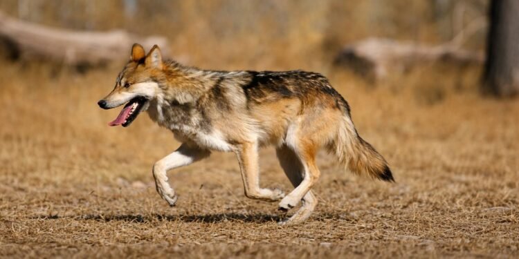México impulsa regreso del lobo mexicano a la Sierra Madre Occidental