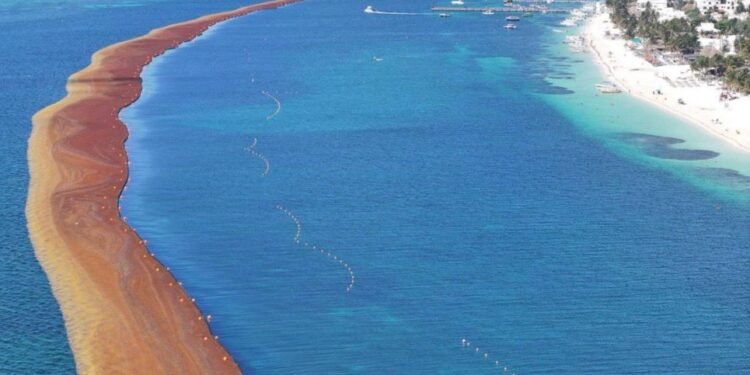 Sargazo golpea a Tulum en Semana Santa: ya hay cancelaciones, están en riesgo siete mil bodas