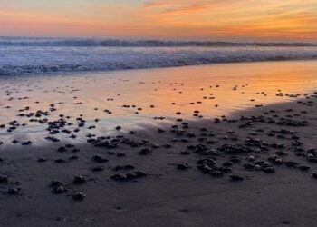 Playa Puerto Arista, refugio clave para la reproducción de tortugas marinas en Chiapas