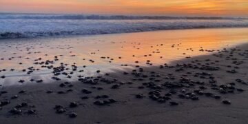 Playa Puerto Arista, refugio clave para la reproducción de tortugas marinas en Chiapas