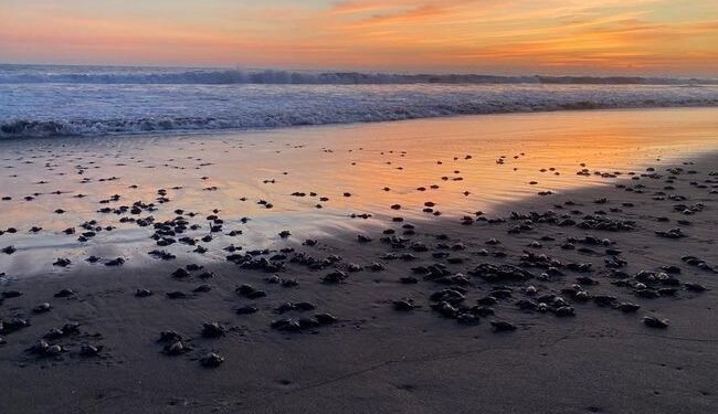 Playa Puerto Arista, refugio clave para la reproducción de tortugas marinas en Chiapas