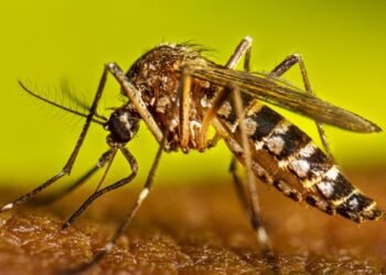 Hay varios tipos de dengue y Quintana Roo presenta la mayor variedad