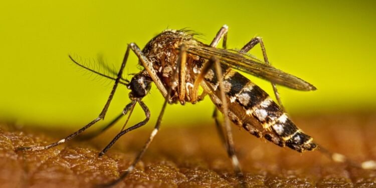 Hay varios tipos de dengue y Quintana Roo presenta la mayor variedad