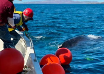 Liberan a ballena jorobada enredada en redes