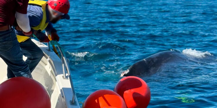 Liberan a ballena jorobada enredada en redes