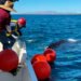 Liberan a ballena jorobada enredada en redes