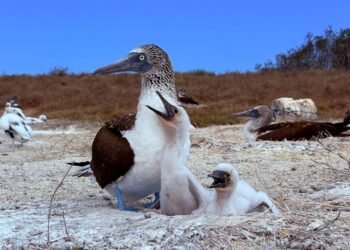Registran más de 1,500 bobos patas azules en etapa reproductiva en Islas Marías