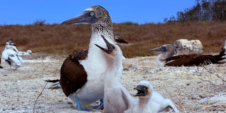Registran más de 1,500 bobos patas azules en etapa reproductiva en Islas Marías