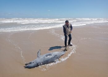Delfín amarrado a un ancla: descubren uso ilegal como carnada para tiburones en Tamaulipas