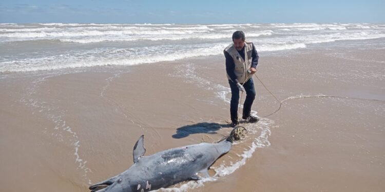Delfín amarrado a un ancla: descubren uso ilegal como carnada para tiburones en Tamaulipas