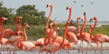 “Flamingos la vida después del meteorito”, un documental que todos deberíamos ver