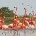 “Flamingos la vida después del meteorito”, un documental que todos deberíamos ver